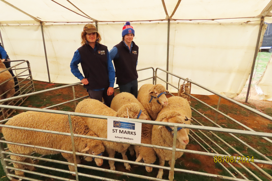 AGRICULTURE > Year 12 students Max and Adam had a great day attending the Northern SA Merino Sheep Expo held at Jamestown last week.