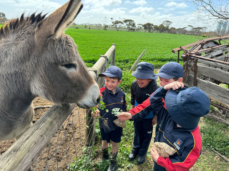 EXCURSION > Receptions feeding the donkey at Redwing Farm.