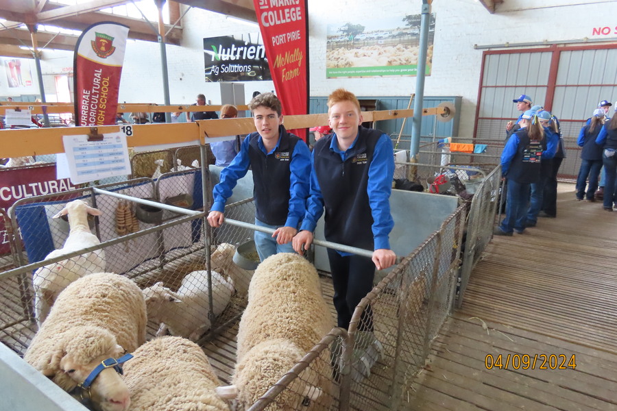 Bailey and George with the Merino.