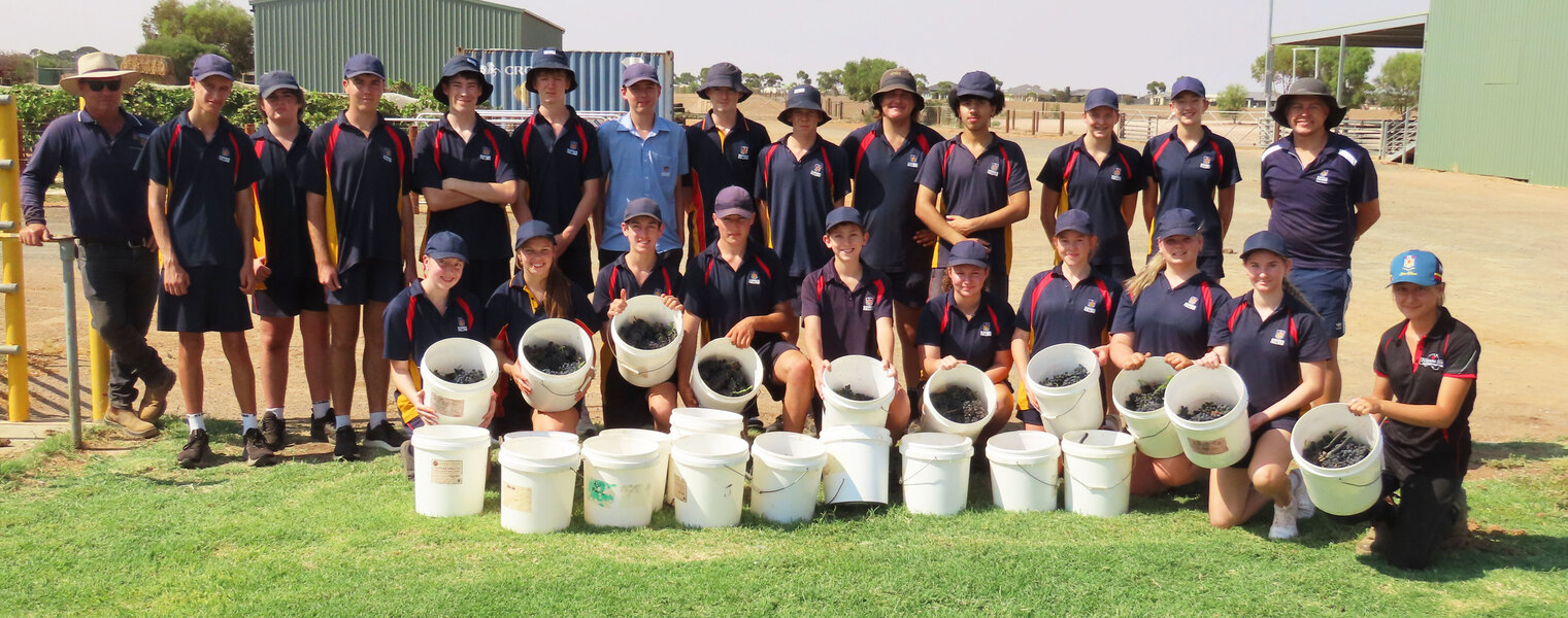 AGRICULTURE > Year 10s collecting grapes for the harvest.